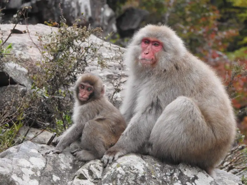 Monkeys in Florida