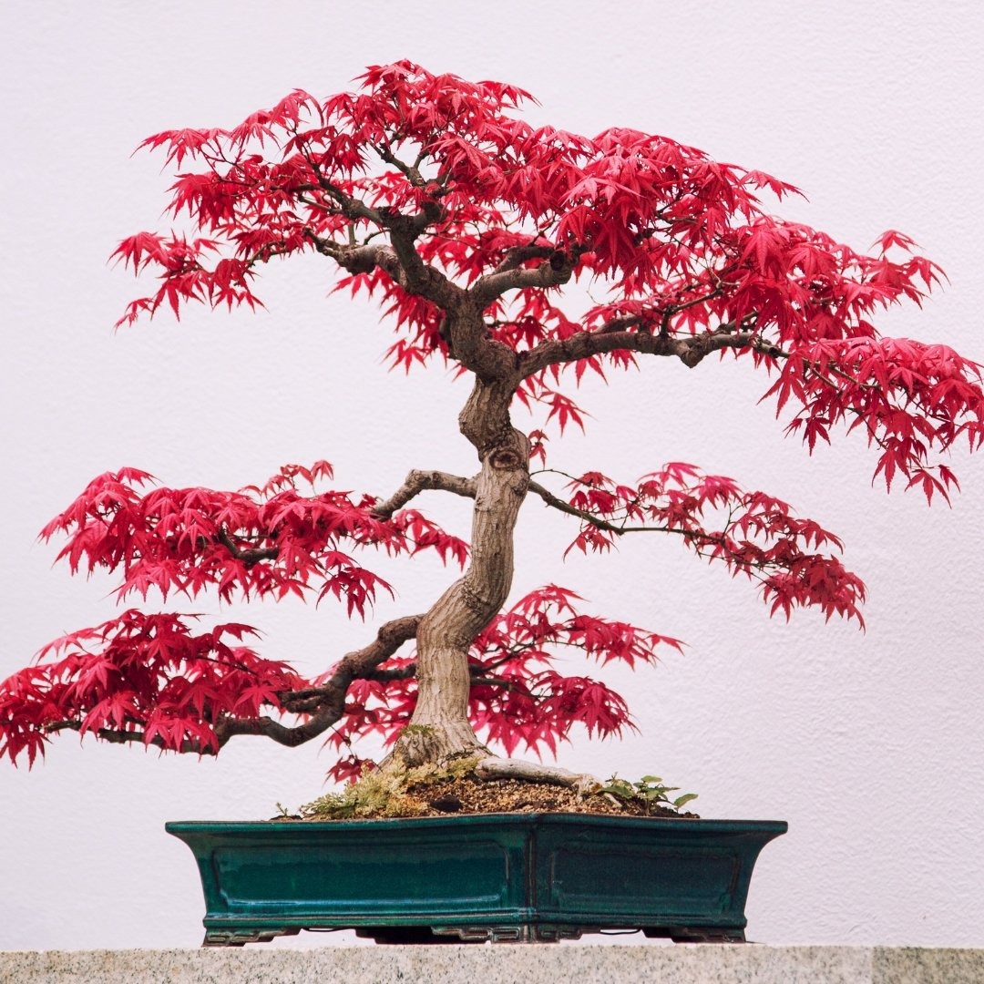 Types of Bonsai Trees