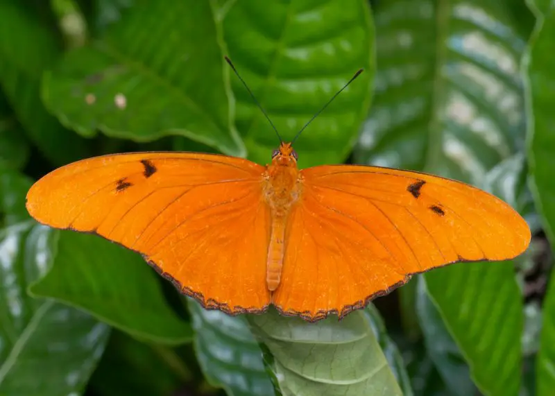 types of butterflies in Florida