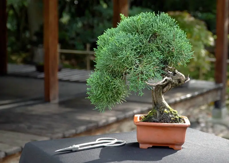 Types of Bonsai Trees