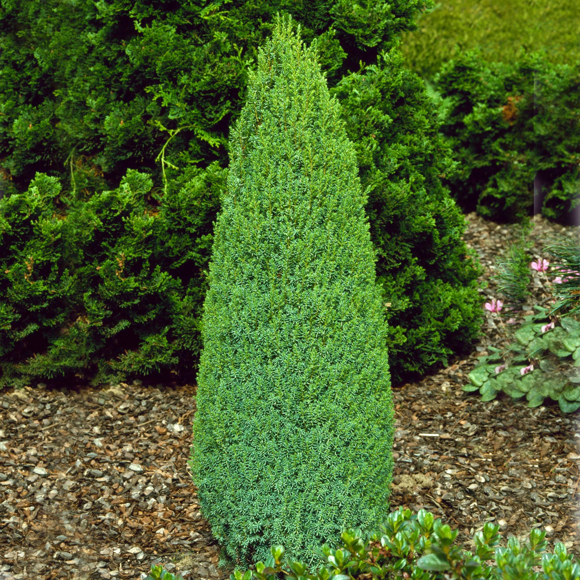 Small Evergreen Shrubs