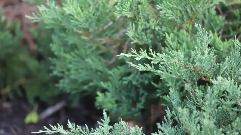 Small Evergreen Shrubs