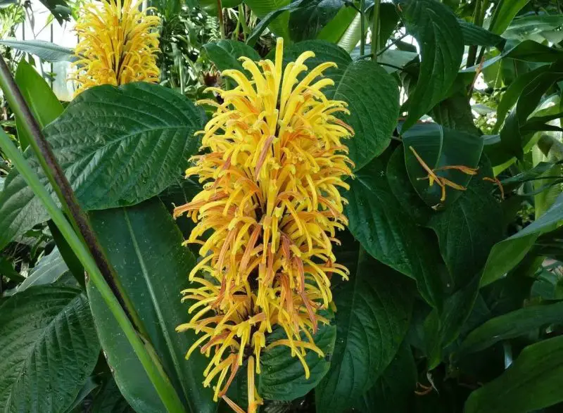 shrubs with yellow flowers
