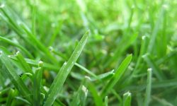 14 Types of Grass in Texas (With Pictures and Identification)