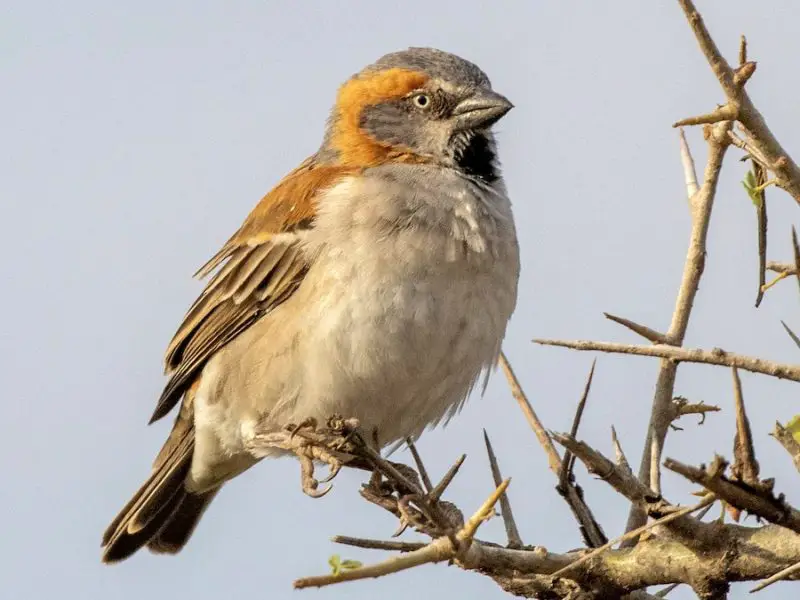 Types of Sparrows