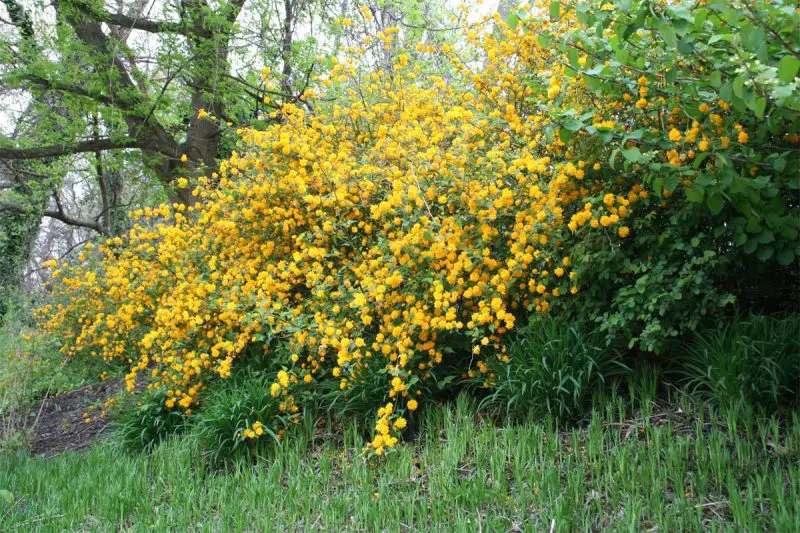 shrubs with yellow flowers