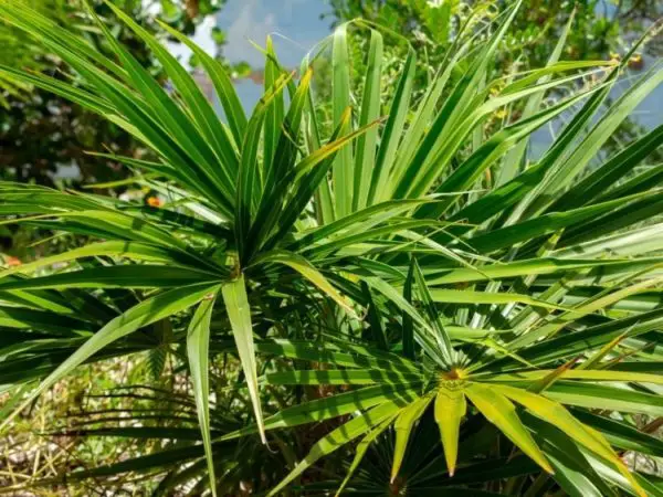 Types of Palm Trees in Florida