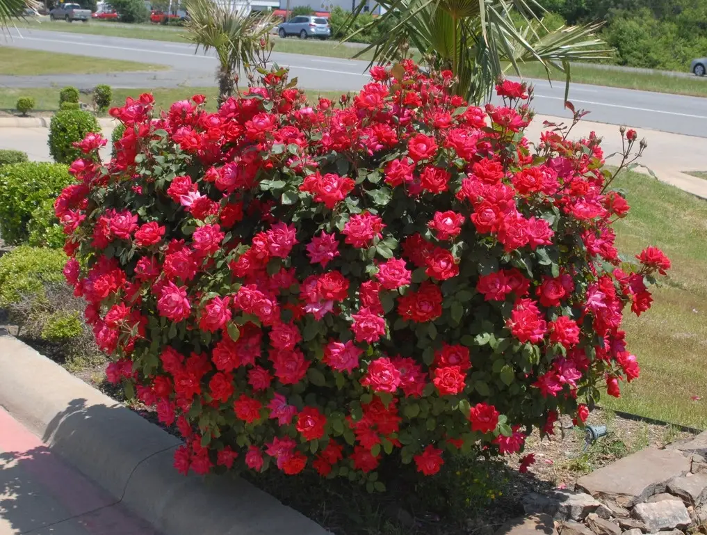 Shrubs with Red Flowers