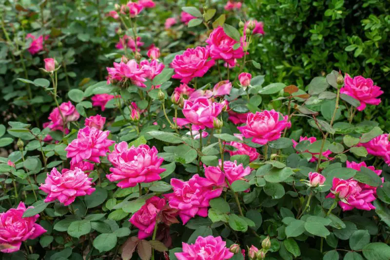 Flowering Shrubs That Bloom All Summer