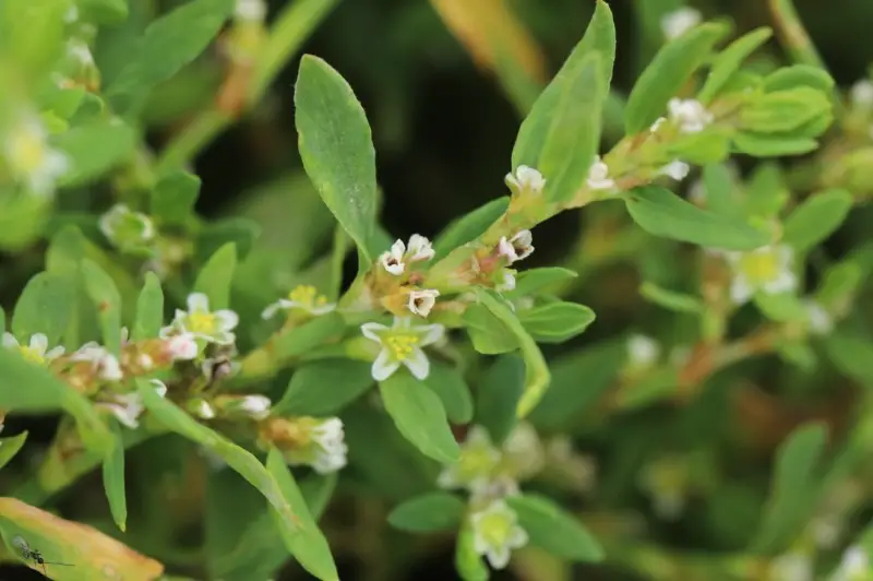 Weeds with White Flowers