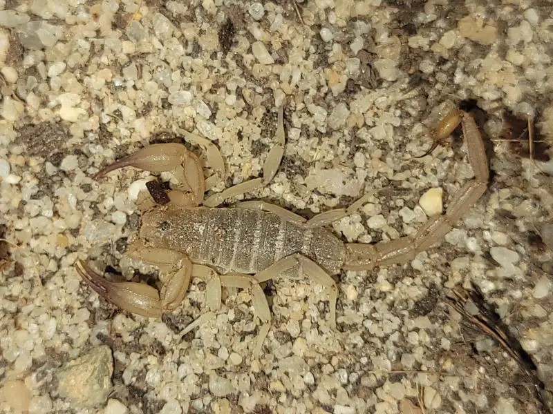 Types of Scorpions in Arizona
