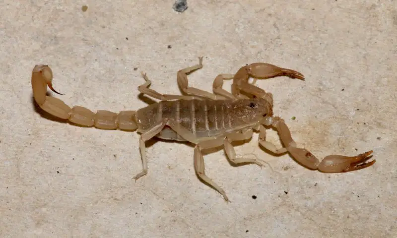 Types of Scorpions in Arizona
