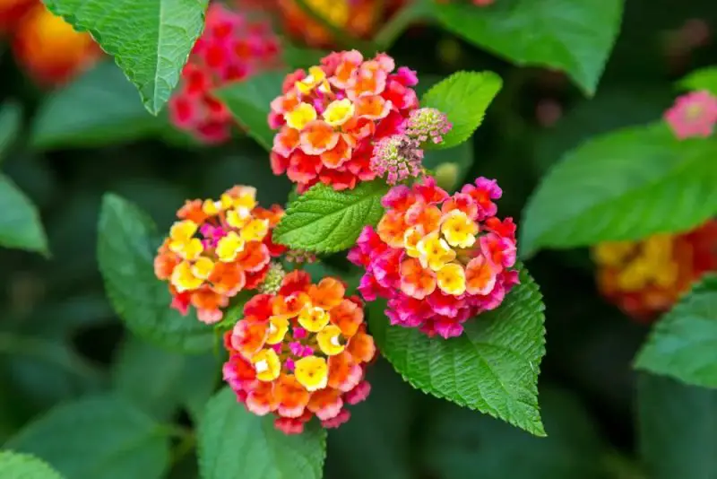 Flowering Shrubs That Bloom All Summer