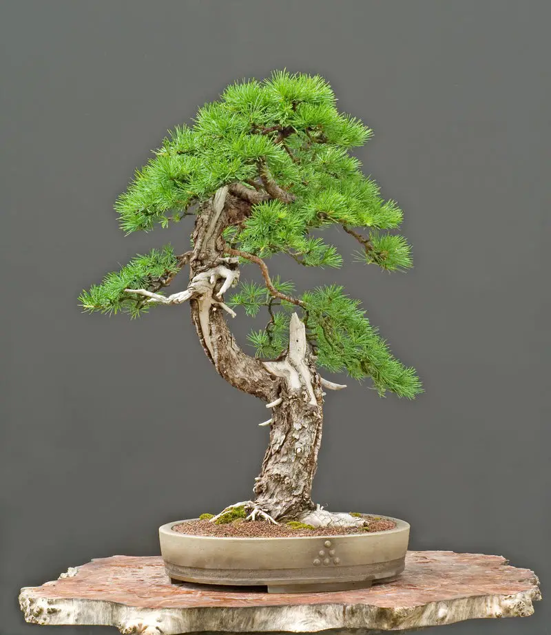 Types of Bonsai Trees