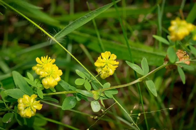 Types of Clover Plants