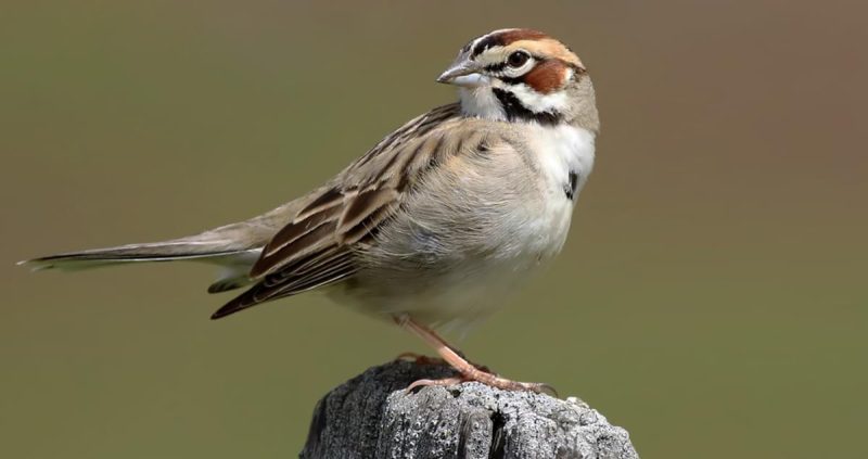 Types of Sparrows