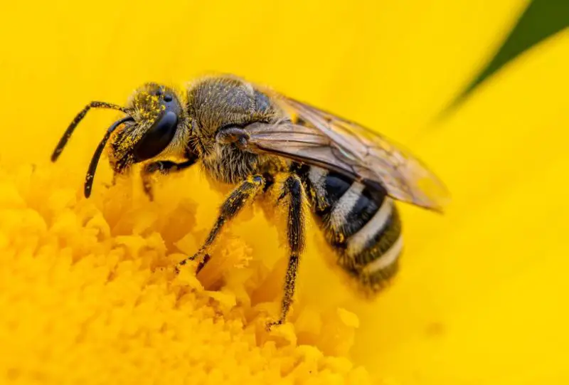 Types of Bees in Arizona