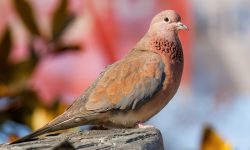 45 Types of Doves (With Pictures and Identification)