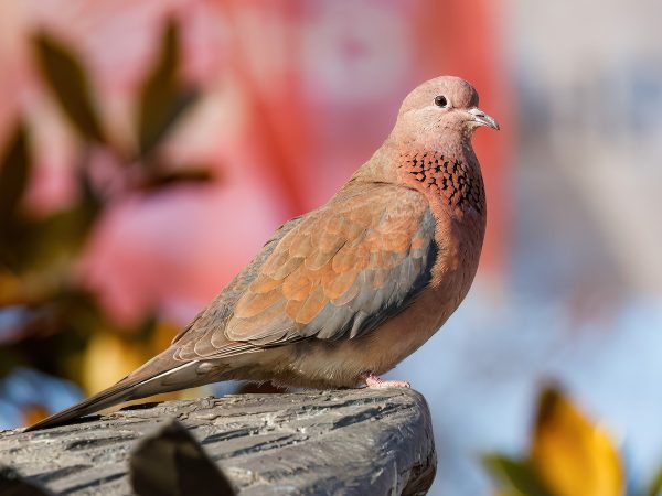 Types of Doves
