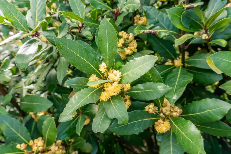 Types of Evergreen Trees
