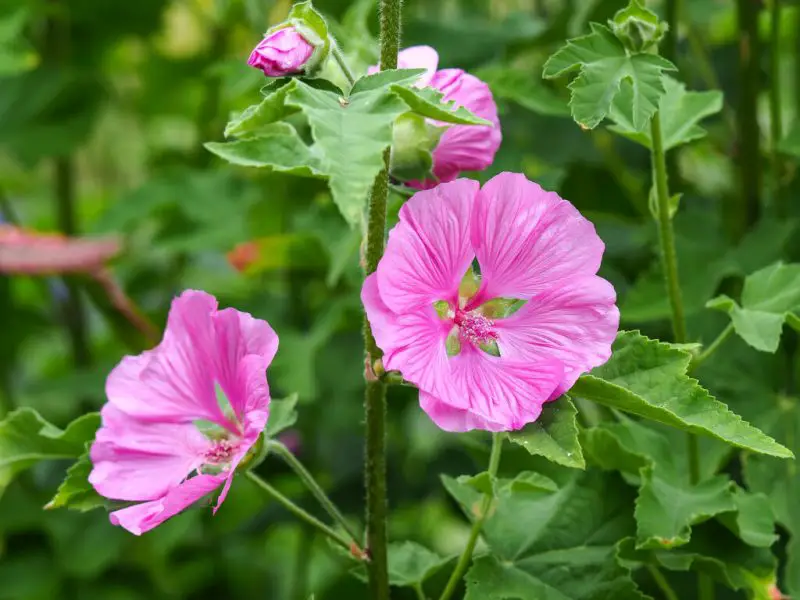 Flowering Shrubs That Bloom All Summer