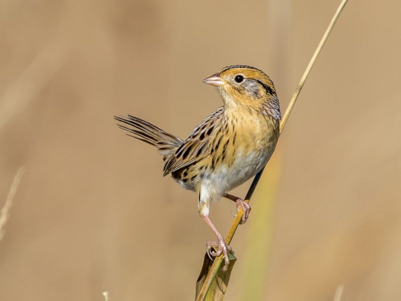 Types of Sparrows