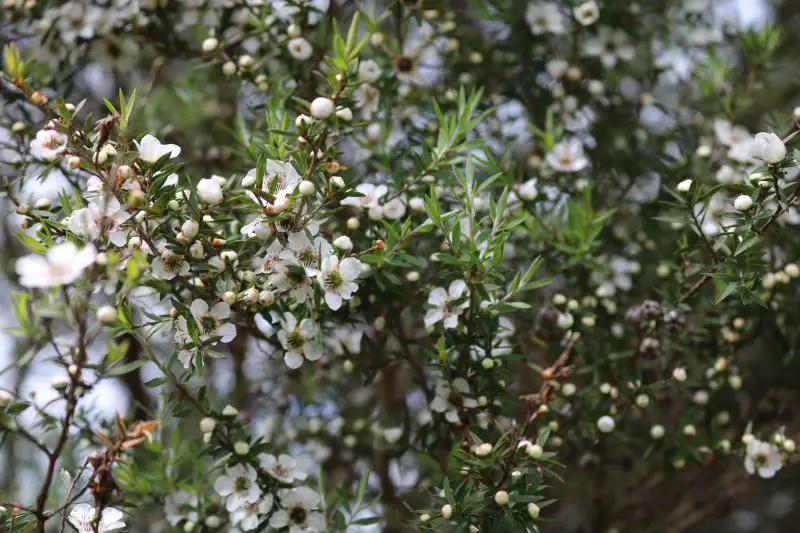 Small Evergreen Shrubs