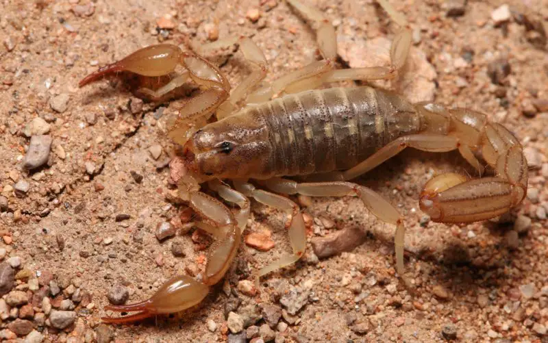 Types of Scorpions in Arizona