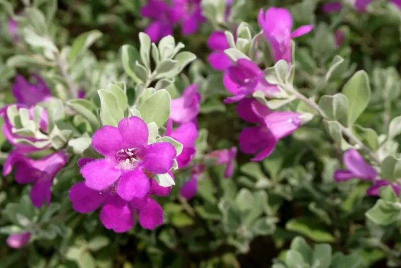 Shrubs with Red Flowers