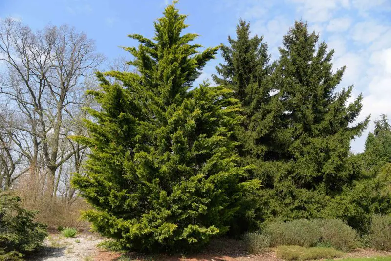 Types of Evergreen Trees