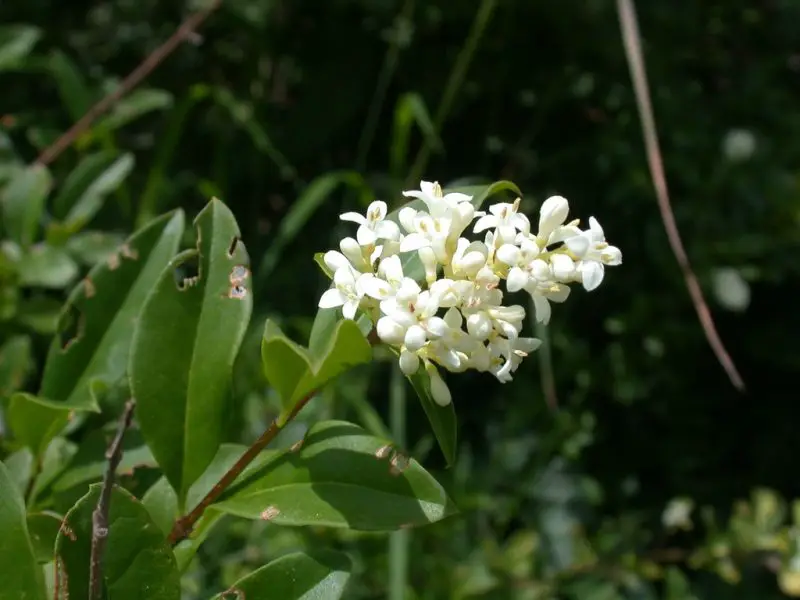 Shrubs with White Flowers