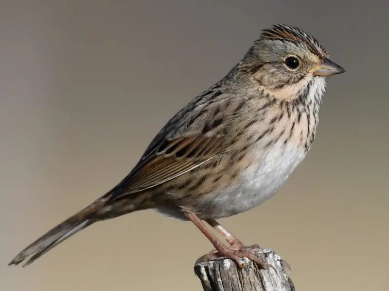 Types of Sparrows
