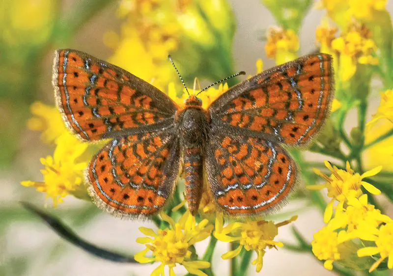 types of butterflies in Florida