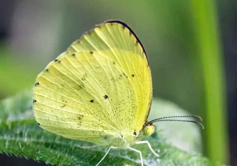 types of butterflies in Florida