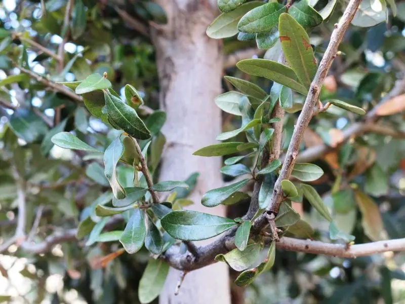 Types of Evergreen Trees
