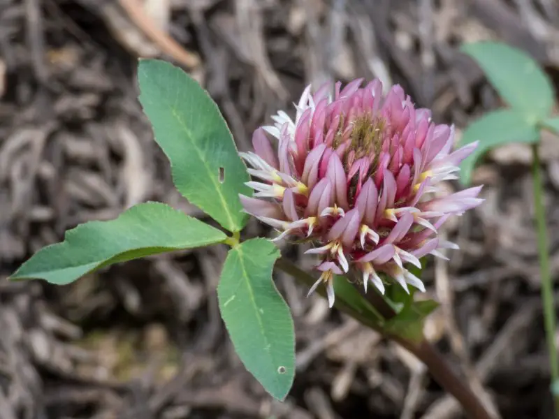 Types of Clover Plants