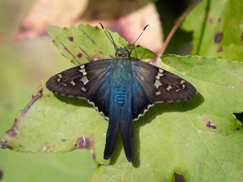 types of butterflies in Florida