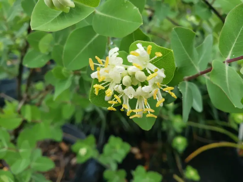 Shrubs with White Flowers