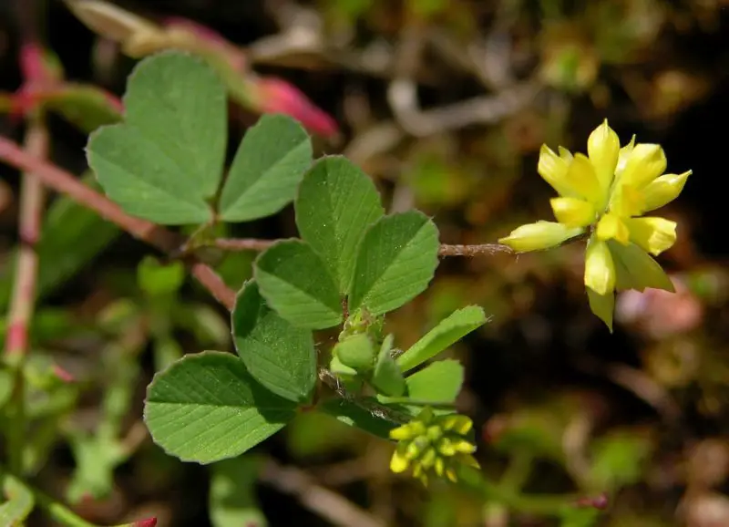 Types of Clover Plants