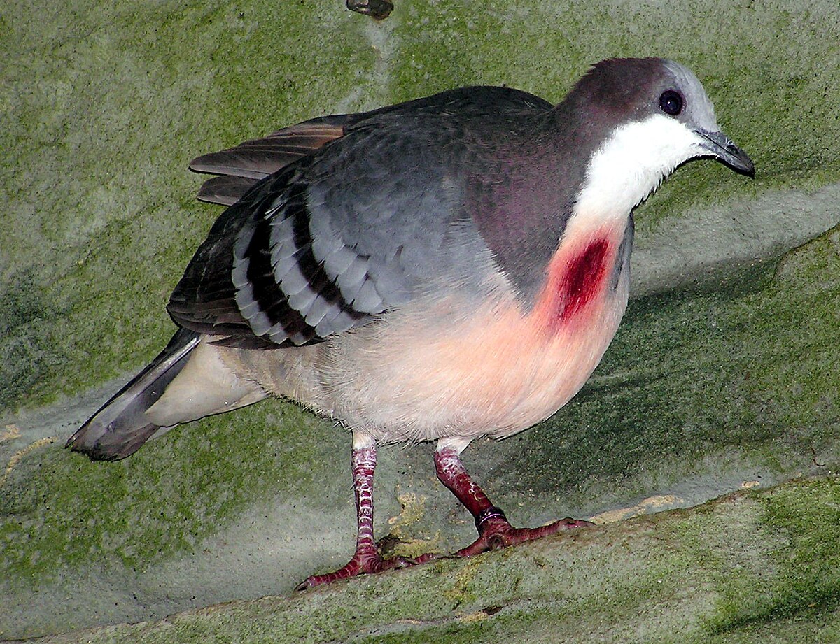 Types of Doves