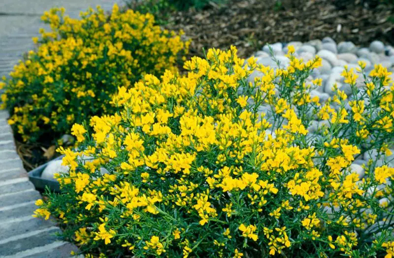 shrubs with yellow flowers