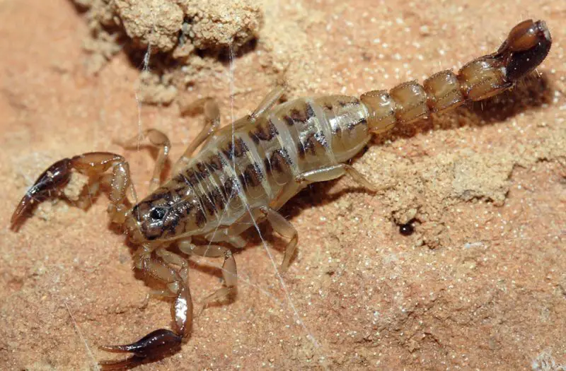 Scorpions in Texas