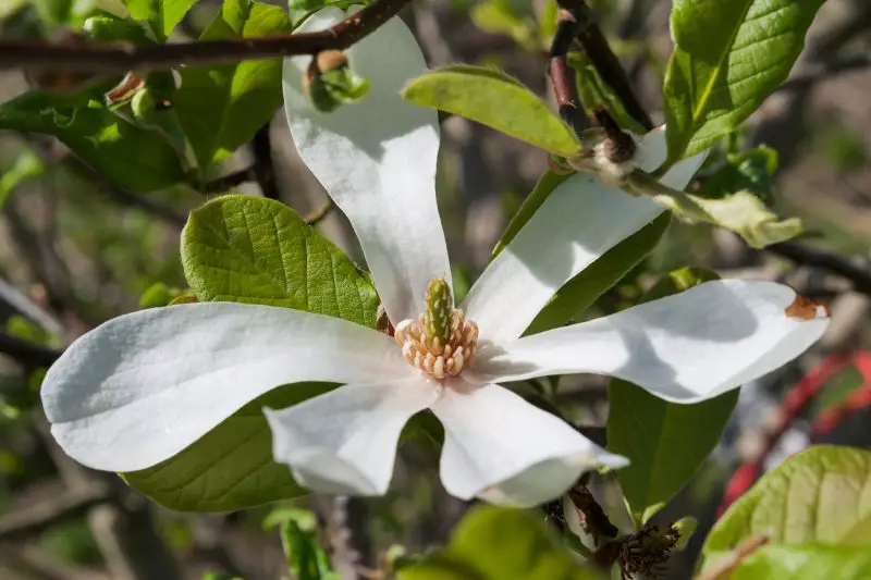 Shrubs with White Flowers