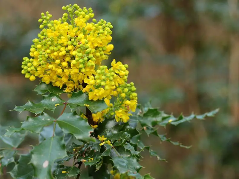 shrubs with yellow flowers