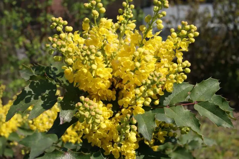 Small Evergreen Shrubs