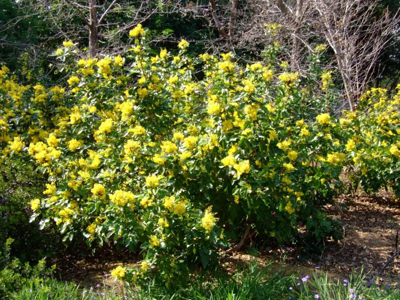 Small Evergreen Shrubs