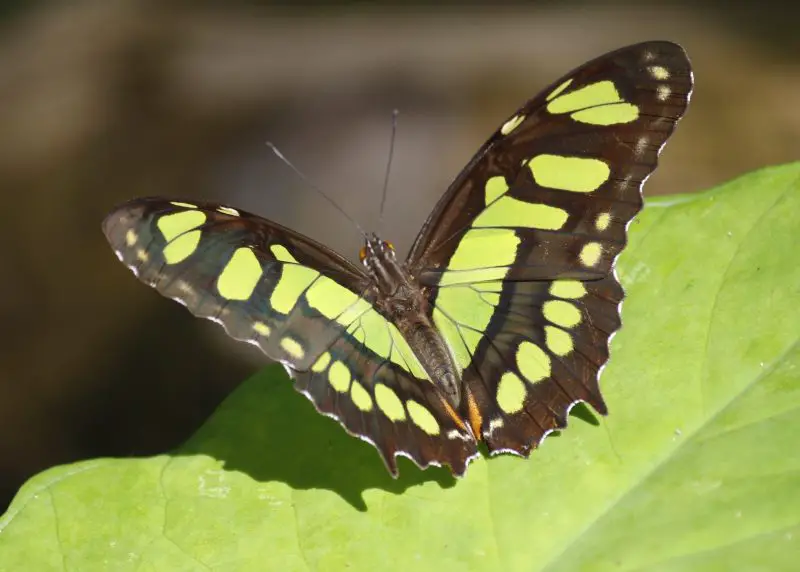 types of butterflies in Florida