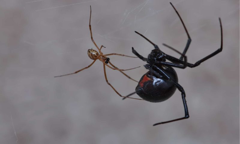 Male Black Widow
