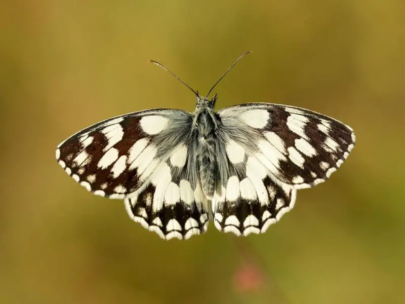 Black Bugs With White Spots