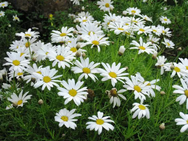 Types of Daisy Plants